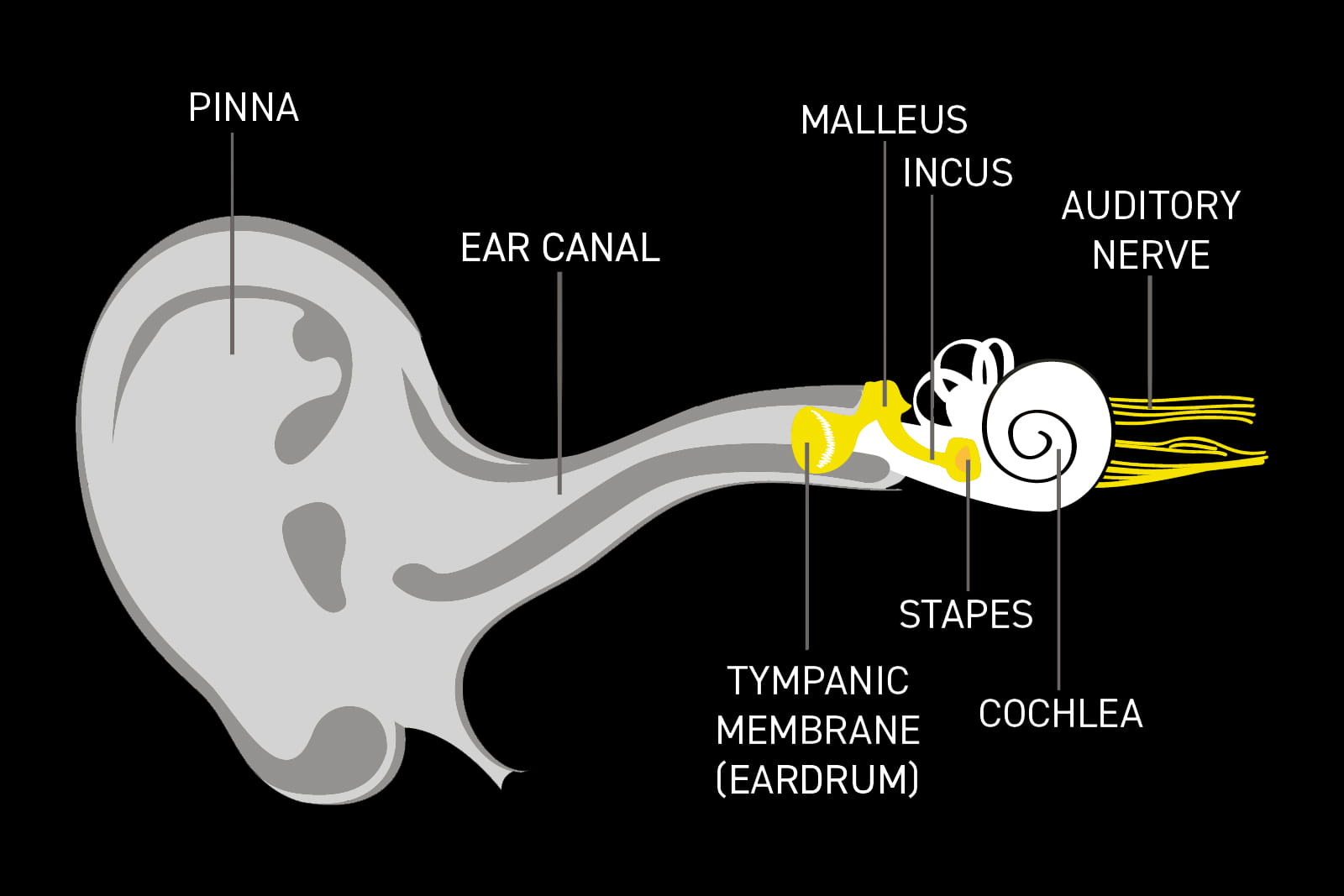 Illustration of the three parts of the human ear