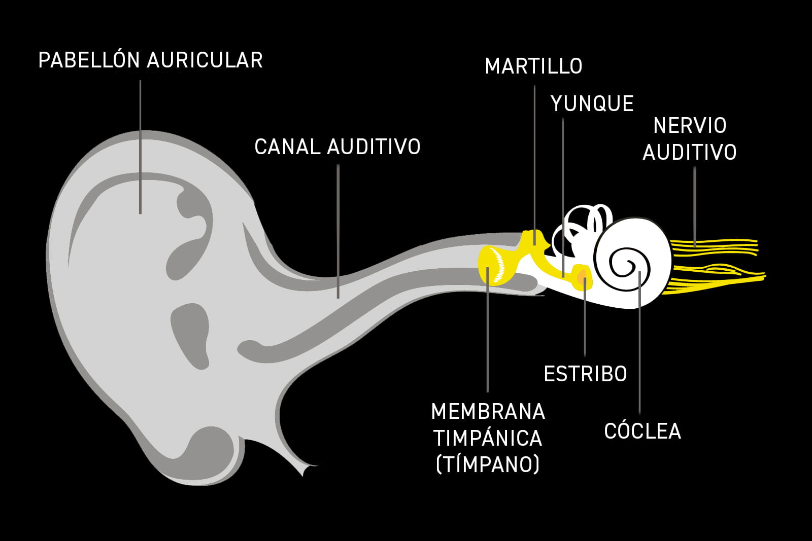Illustration of the three parts of the human ear-LATAM